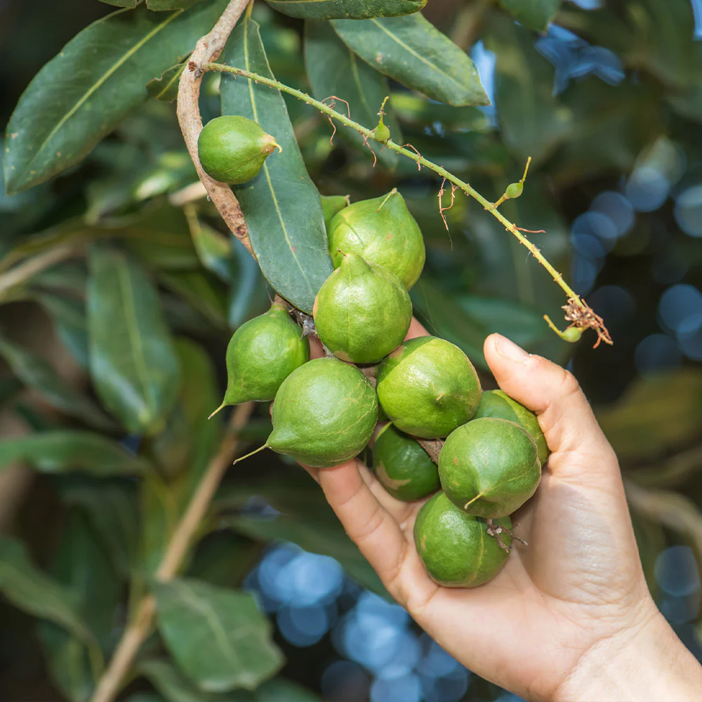 hạt Macadamia